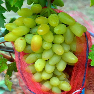 памяти Смольникова