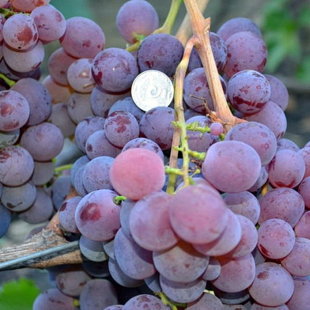 рубиновый юбилей.