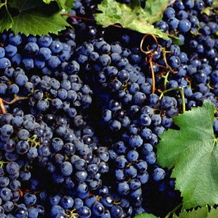 черный ворон