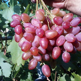 юбилей новочеркасска