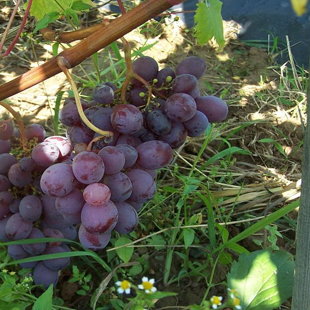 памяти отца