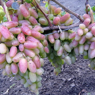 переяславская рада