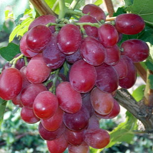 подарок ирине