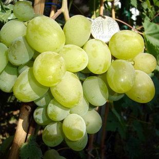 подарок запорожью