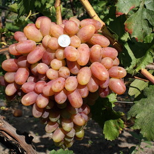 преображение