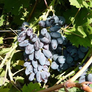 сентябрина