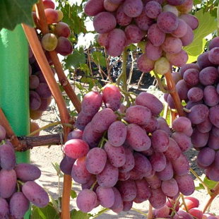 шахиня ирина