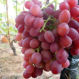 ультра кострыкина