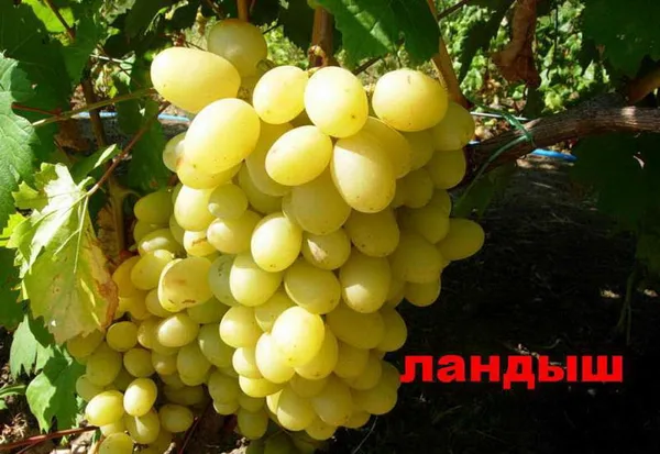 ландыш