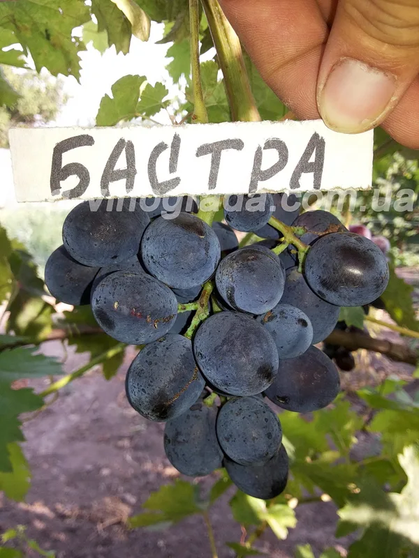 бастра