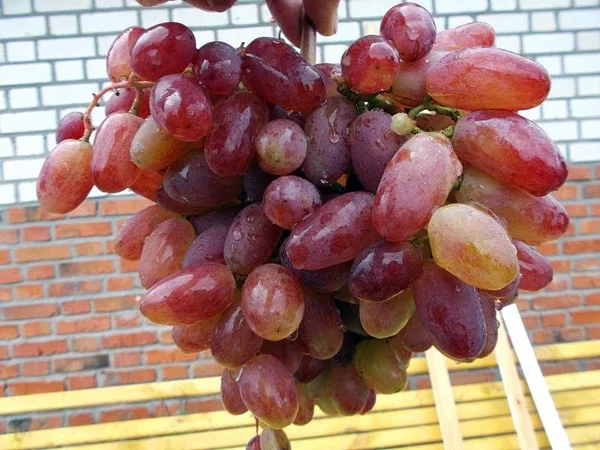 юлиан