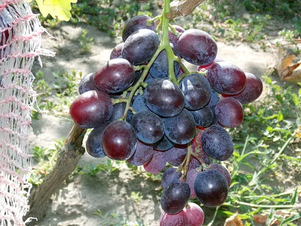 колумб