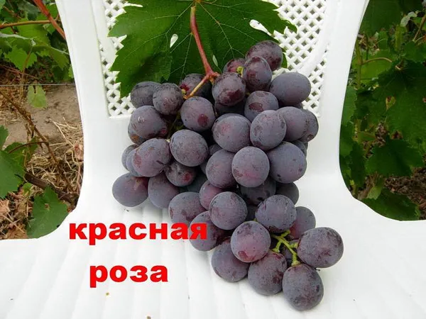 красная роза