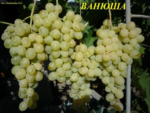 ванюша
